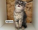 Кошки в Санкт-Петербурге: Котята ищут дом Разнополые, 3 500 руб. - фото 7