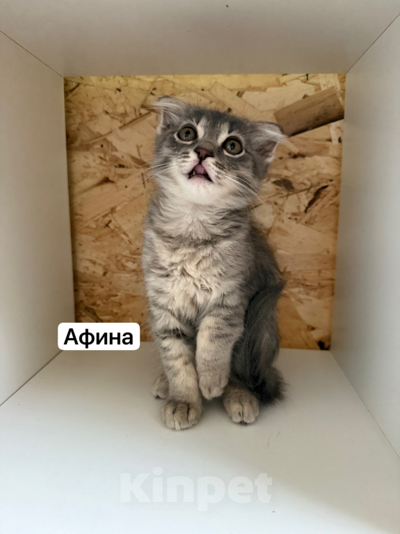 Кошки в Санкт-Петербурге: Котята ищут дом Разнополые, 3 500 руб. - фото 7