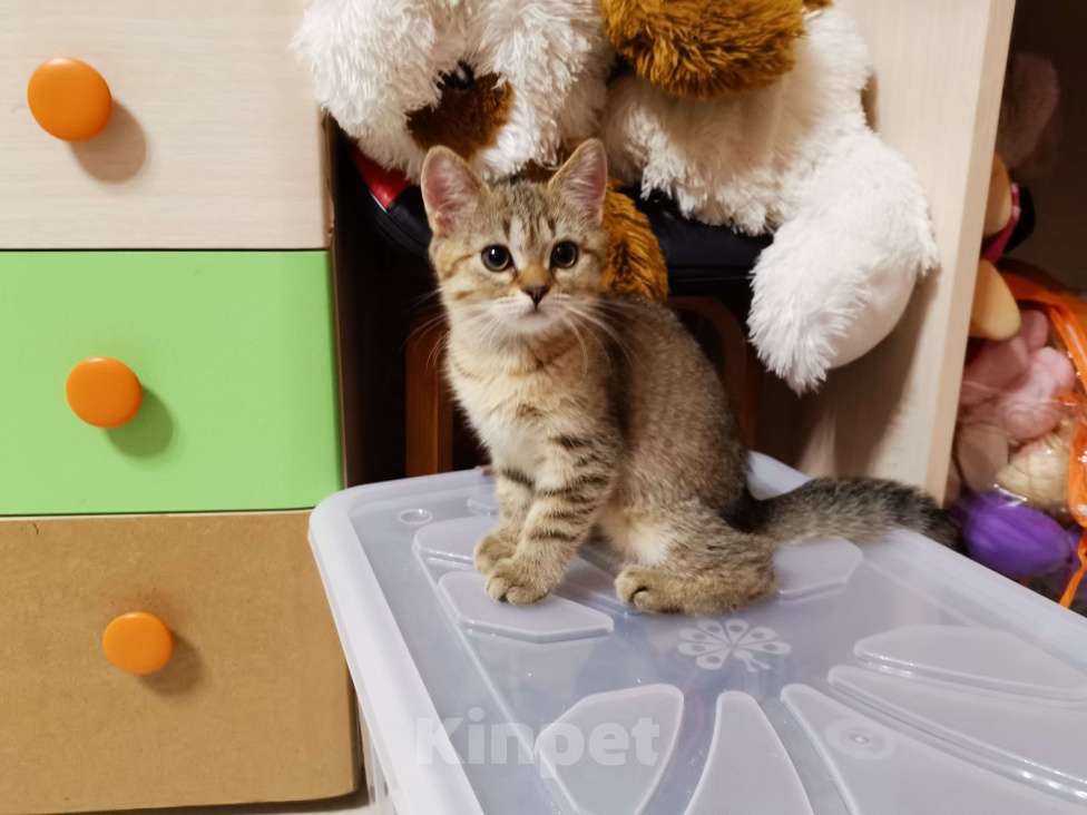 Кошки в Москве: Котята игривые британцы Мальчик, 10 000 руб. - фото 3