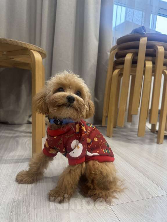 Собаки в Уфе: Мальтипу  Мальчик, 70 000 руб. - фото 4