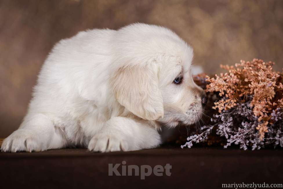 Собаки в Москве: Золотистого ретривера щенки Мальчик, 85 000 руб. - фото 1