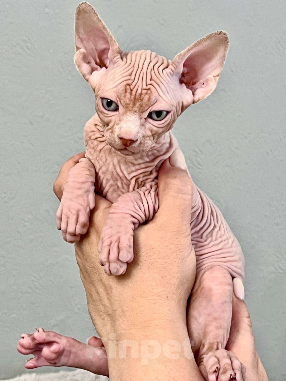 Кошки в Москве: Канадский сфинкс Мальчик, 75 000 руб. - фото 4