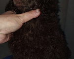 Собаки в Санкт-Петербурге: Той пудель шоколадный мальчик Мальчик, 85 000 руб. - фото 1