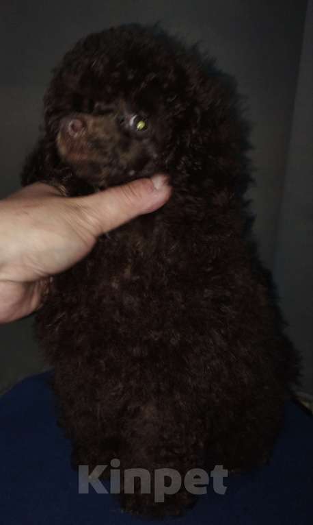 Собаки в Санкт-Петербурге: Той пудель шоколадный мальчик Мальчик, 85 000 руб. - фото 1