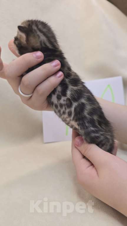 Кошки в Ростове-на-Дону: Бенгальский леопард Мальчик, 60 000 руб. - фото 3