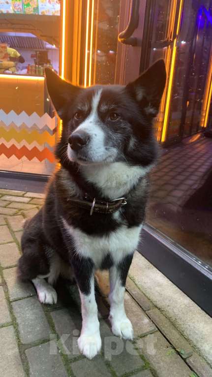 Собаки в Светлогорске: В Светлогорске Замечен пёс Черныш ? (возможно)  Мальчик, Бесплатно - фото 1