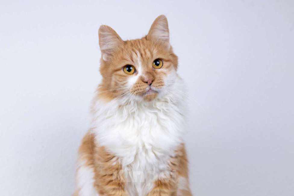 Кошки в Москве: Ярко-рыжая молодая пушистая кошечка Дакота в дар Девочка, 1 руб. - фото 5