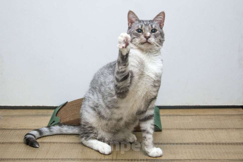 Кошки в Москве:  Ищет дом молодой котик цвета серебра, Сильвер нуждается в семье! Мальчик, Бесплатно - фото 4