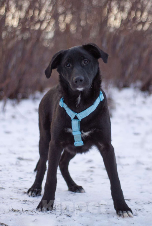 Собаки в Москве: Нежный и самый ласковый Уинтер в добрые руки Мальчик, Бесплатно - фото 1