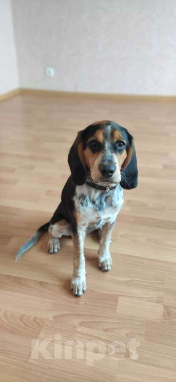 Собаки в Новокузнецке: Отдам красавца Мальчик, 1 руб. - фото 2