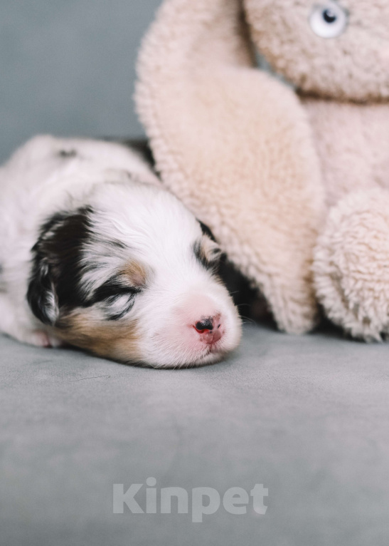 Собаки в других городах Самарской области: Щенок австралийской овчарки, девочка голубой мрамор Девочка, 120 000 руб. - фото 10