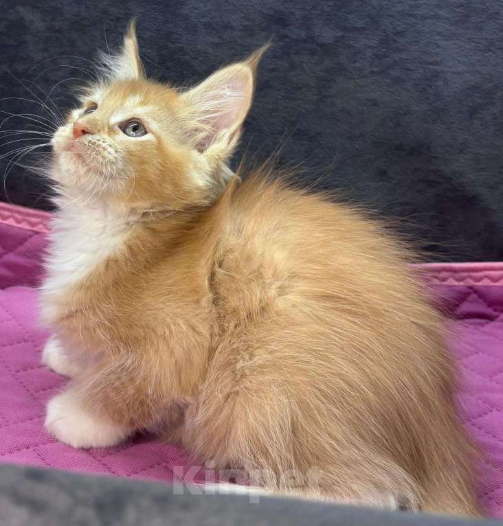 Кошки в Ростове-на-Дону: Девочка мейн-кун классика Девочка, 15 000 руб. - фото 1