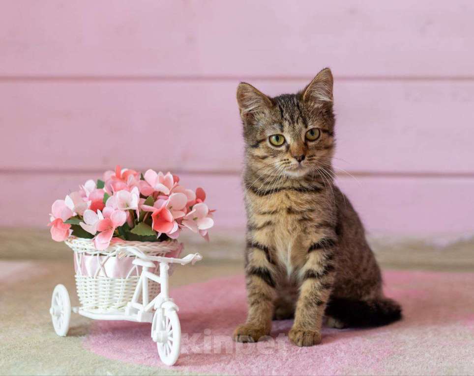 Кошки в Раменском: Котенок Фанта осень хочет домой Девочка, Бесплатно - фото 3