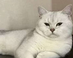 Кошки в Новоалександровске: Чистокровные котята от родителей шотландских шиншилл Девочка, 10 000 руб. - фото 3