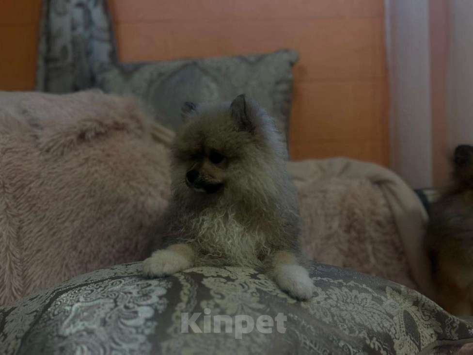 Собаки в Сочи: Помиранский шпиц щенок  Девочка, 20 000 руб. - фото 3