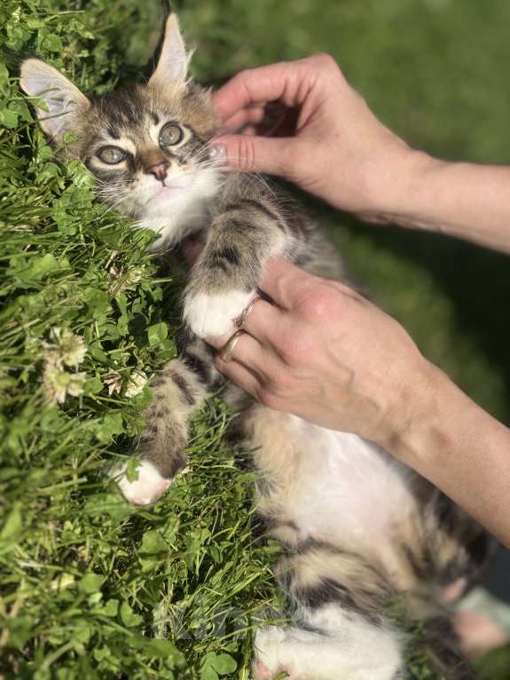 Кошки в Барнауле: Девочка  Девочка, 4 000 руб. - фото 5