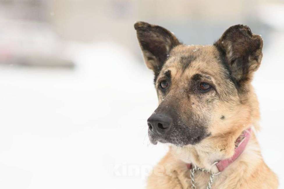 Собаки в Москве: Догги Девочка, Бесплатно - фото 4