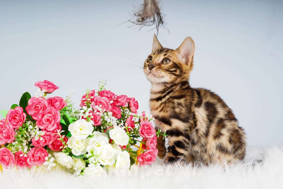 Кошки в Москве: Бенгальский котик Мальчик, 50 000 руб. - фото 5