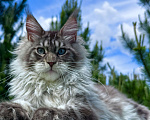 Кошки в Москве: Котёнок мейн-кун мальчик Veyron Lexy — глаза цвета неба и шерсть, в которую хочется зарыться Мальчик, 135 000 руб. - фото 1