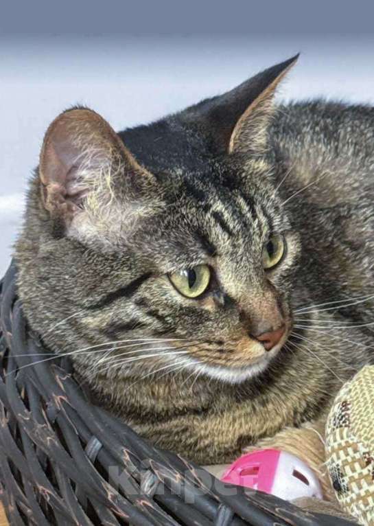 Кошки в Москве: Ищет дом кот, который умеет любить Мальчик, 10 руб. - фото 3