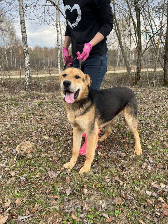 Собаки в Москве: Валли. Классный пес еще ничей Мальчик, Бесплатно - фото 3