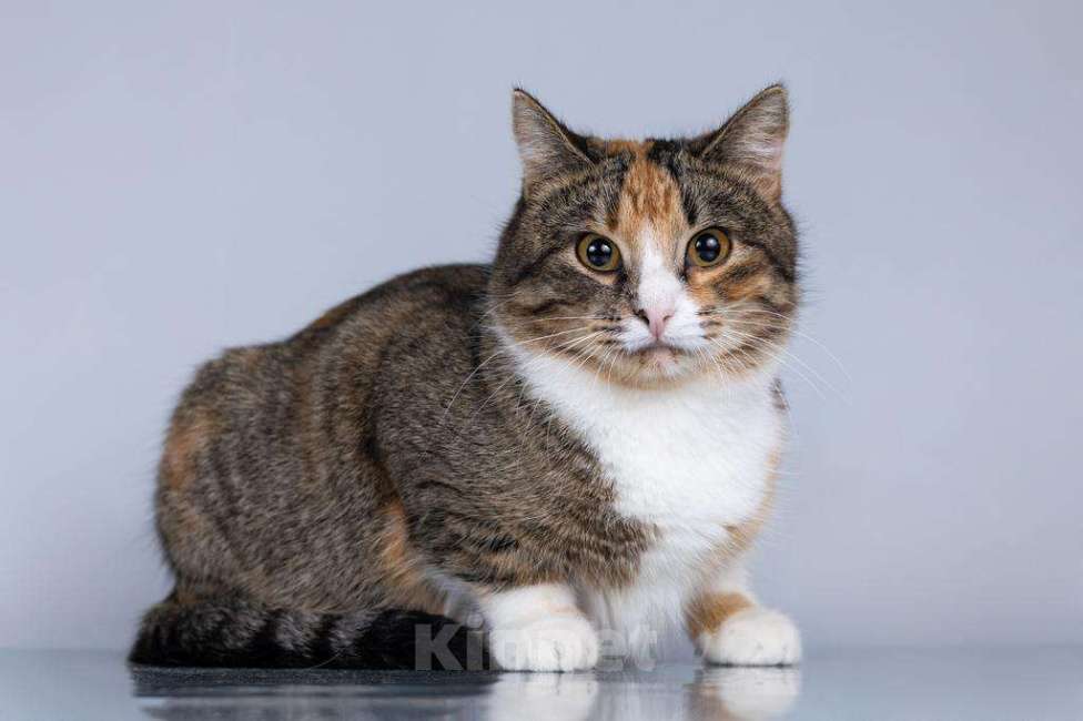 Кошки в Москве: Молодая кошачья семья ищет дом.  Мальчик, Бесплатно - фото 4