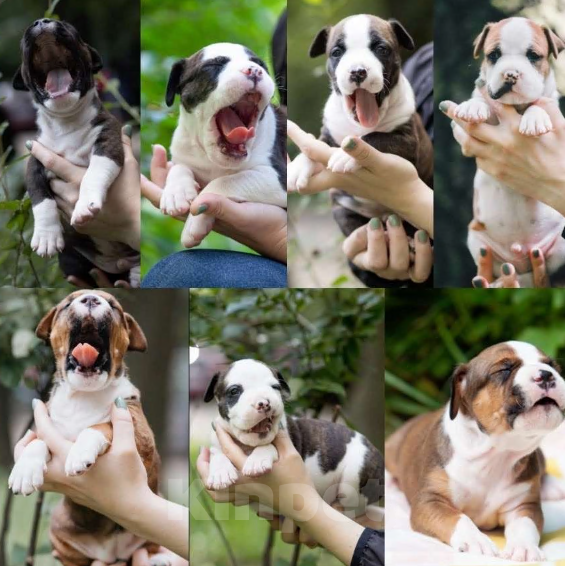 Собаки в Москве: Щенки Американского стаффордширского терьера Мальчик, Бесплатно - фото 9