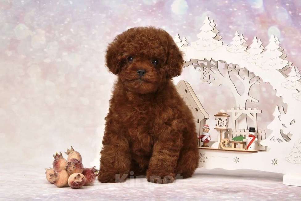 Собаки в других городах Московской области: Щенок мальчик Тедди Пудель Мальчик, 150 000 руб. - фото 1