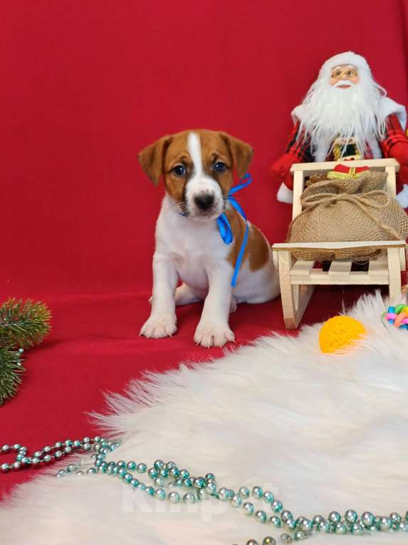 Собаки в Красноярске: Щенки Джек Рассел терьер мальчики и девочки  Мальчик, 35 000 руб. - фото 3