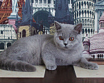 Кошки в Ульяновске: Британская кошечка Девочка, 25 000 руб. - фото 2