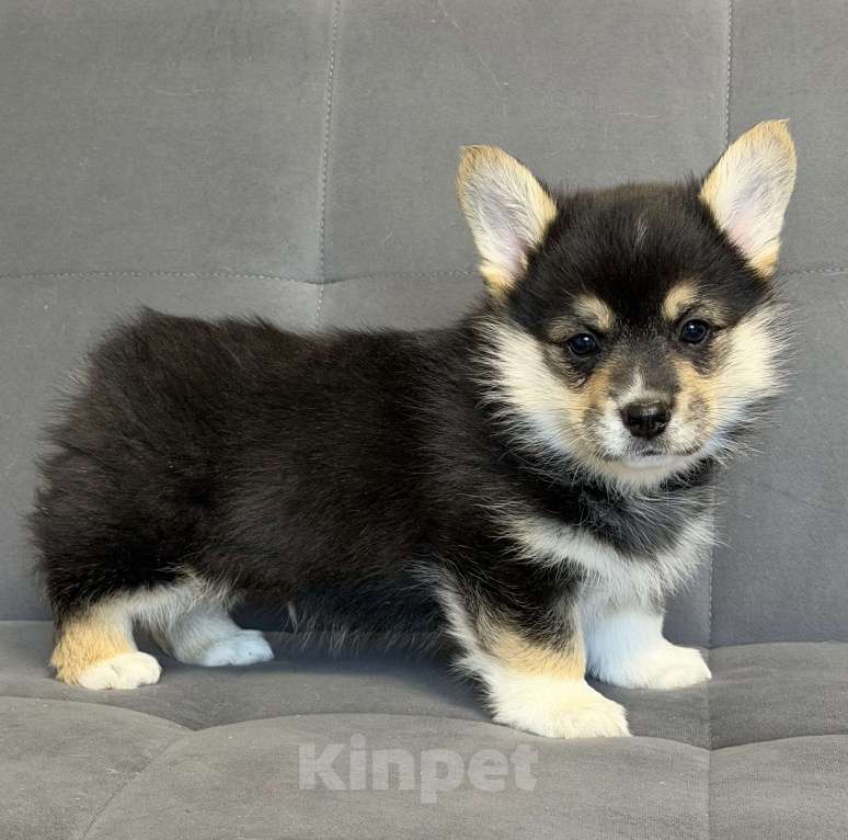 Собаки в Санкт-Петербурге: Мальчик вельш корги пемброк Мальчик, 50 000 руб. - фото 2