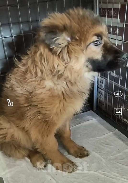 Собаки в Лосином-Петровском: Елизар якутенок из ппбж Мальчик, Бесплатно - фото 4