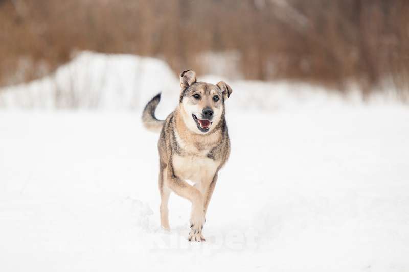 Собаки в Москве: Милый оптимист Джек ищет дом Мальчик, Бесплатно - фото 3