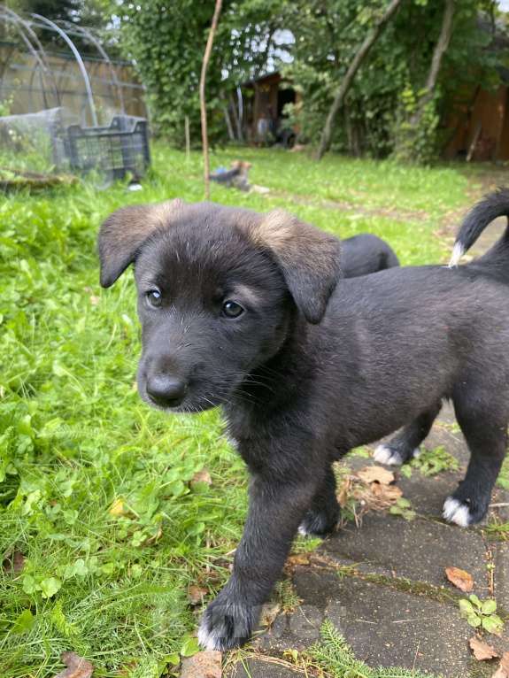 Собаки в Москве: Внуки хаски Девочка, 200 руб. - фото 5