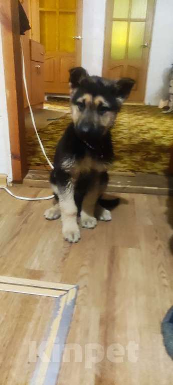 Собаки в Клинцах: Щенки восточно- европейской овчарки Мальчик, 25 000 руб. - фото 6