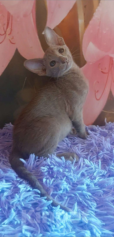 Кошки в Волгограде: Ориентальные котята в современном типе Мальчик, Бесплатно - фото 3