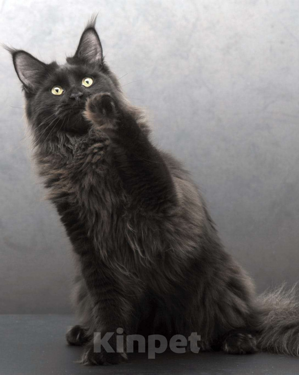 Кошки в Москве: Котенок мейн-кун  Девочка, 35 000 руб. - фото 6