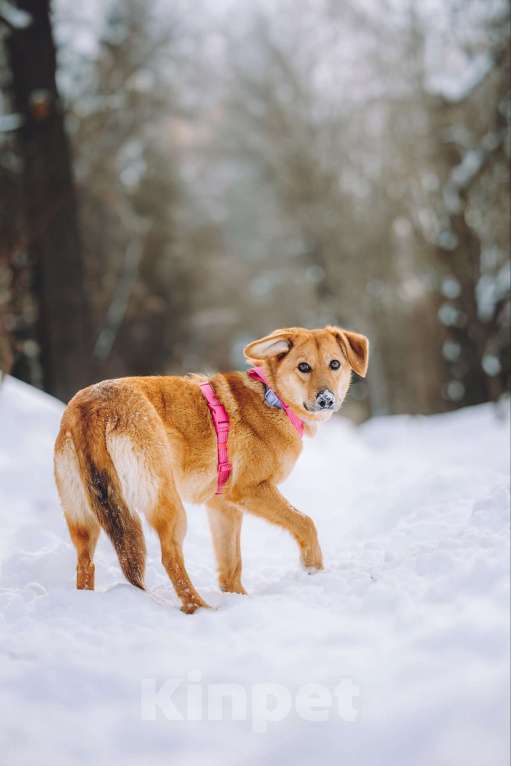 Собаки в Москве: Нежная собака Фаня ищет дом Девочка, Бесплатно - фото 5