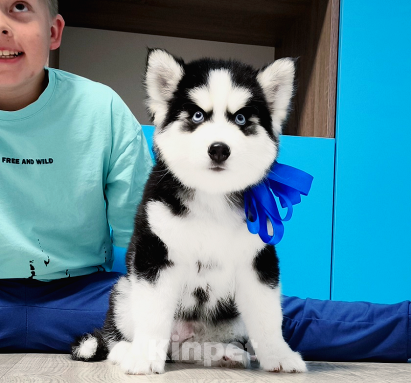 Собаки в Обнинске: Хаски Щенки Разных окрасов Разнополые, Бесплатно - фото 1