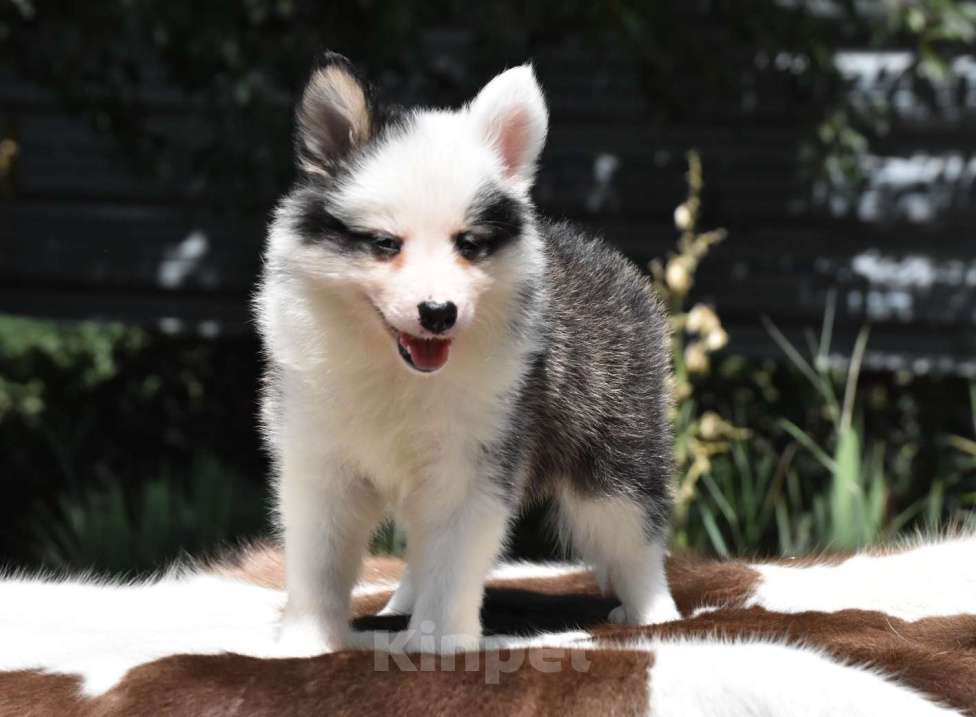 Собаки в Москве: Ненецкая оленегонная лайка. Помет «А». Сука Unmay no Akay Ito ALEKSA Девочка, 60 000 руб. - фото 6