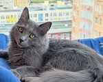 Кошки в других городах Московской области: Кошка Стефания в добрые руки Девочка, Бесплатно - фото 4