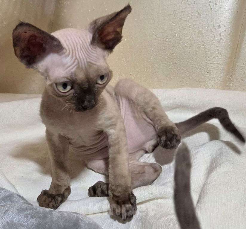 Кошки в Москве: Котята девон рекс Мальчик, 85 000 руб. - фото 4