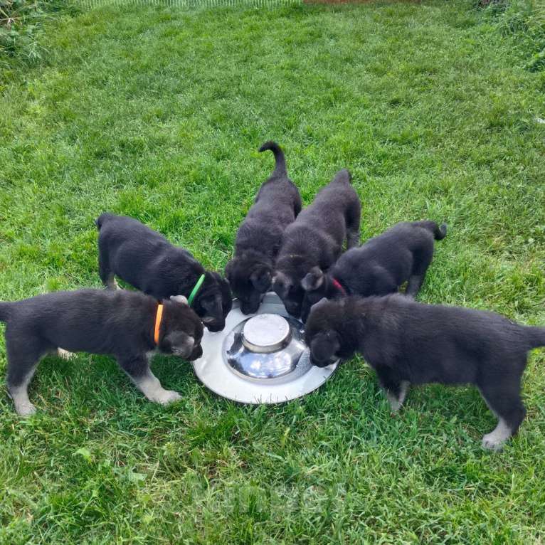 Собаки в других городах Краснодарского края: Восточноевропейская овчарка Девочка, 45 000 руб. - фото 6
