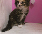 Кошки в Ростове-на-Дону: Котята мейн-кун Девочка, 20 000 руб. - фото 5