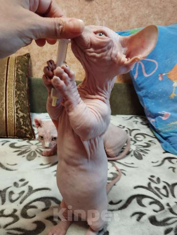 Кошки в Тутаеве: Мальчик бамбино Мальчик, 20 000 руб. - фото 5