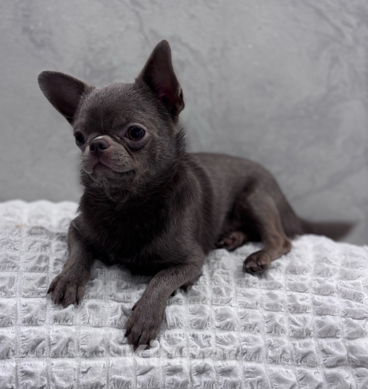 Собаки в Воронеже: Кобель для вязки Мальчик, 20 000 руб. - фото 5