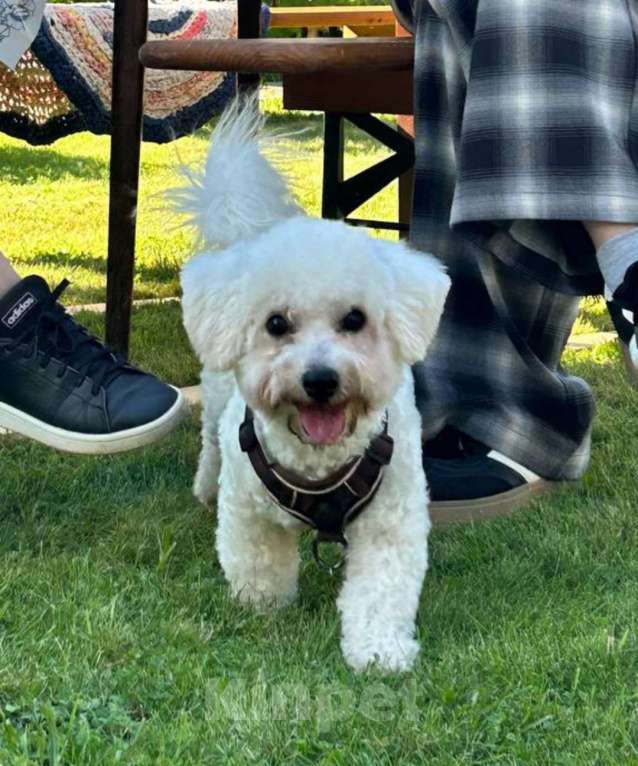 Собаки в Москве: Продаем в новую семью мальчика Бишон Фризе  Мальчик, 40 000 руб. - фото 2