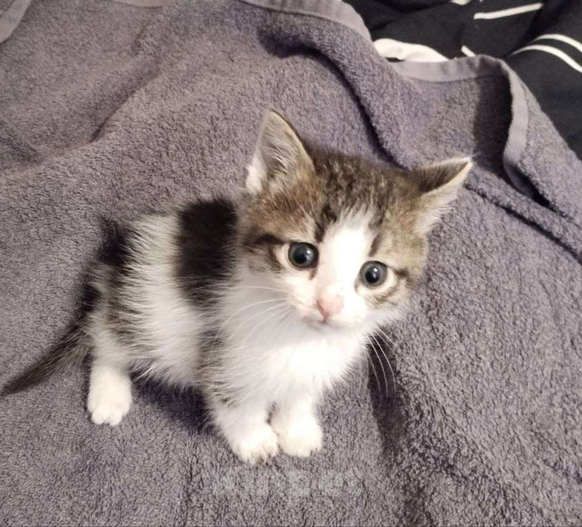 Кошки в Самаре: Котик пятнистый Мальчик, Бесплатно - фото 1