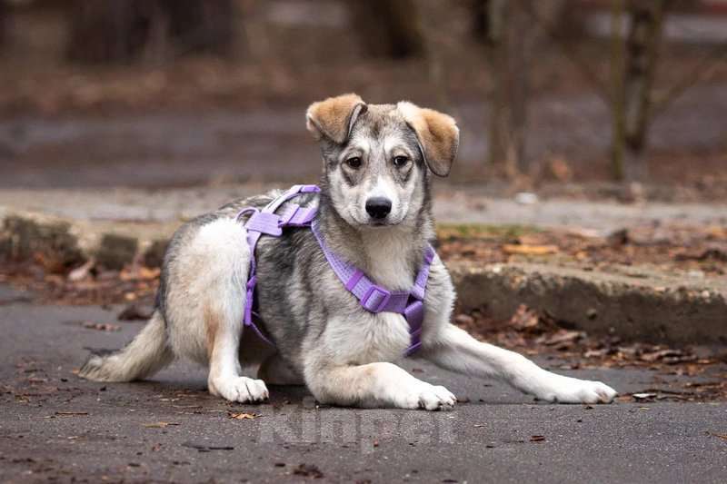Собаки в Москве: Ласковая малышка Рэя ищет семью.  Девочка, Бесплатно - фото 5
