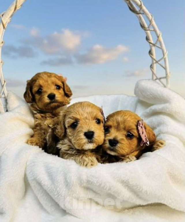 Собаки в Москве: Щенки мальтипу Девочка, 60 000 руб. - фото 3